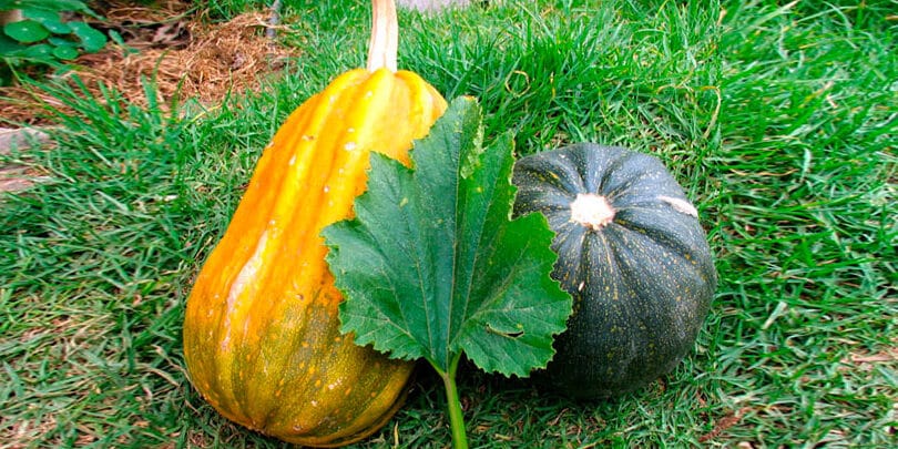 como separar las semillas de calabaza guia completa para una cosecha rica