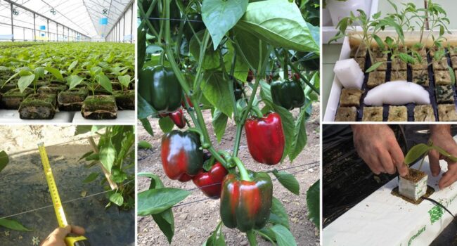 Cómo sujetar plantas de pimiento: guía para un mejor crecimiento y cosecha