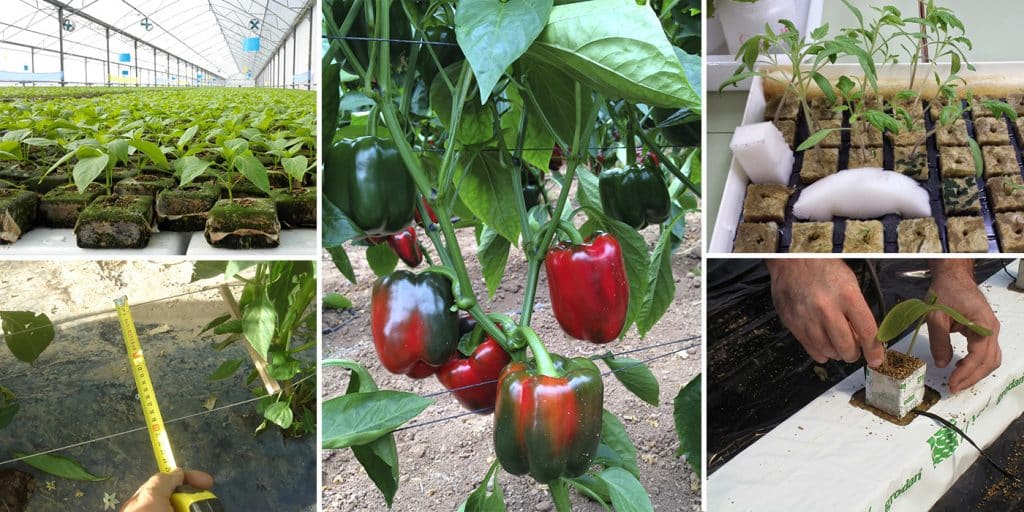 Cómo sujetar plantas de pimiento: guía para un mejor crecimiento y cosecha