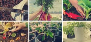 como trasplantar vides guia completa para jardineros