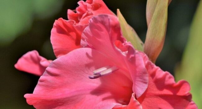 como y cuando cortar gladiolos para una floracion espectacular