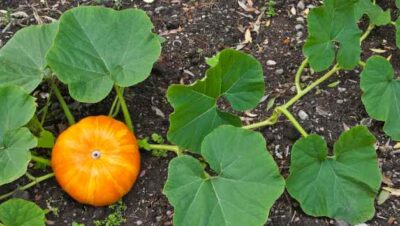 Cómo y Cuándo Cosechar Calabaza Butternut: Guía Completa para una Cosecha Perfecta