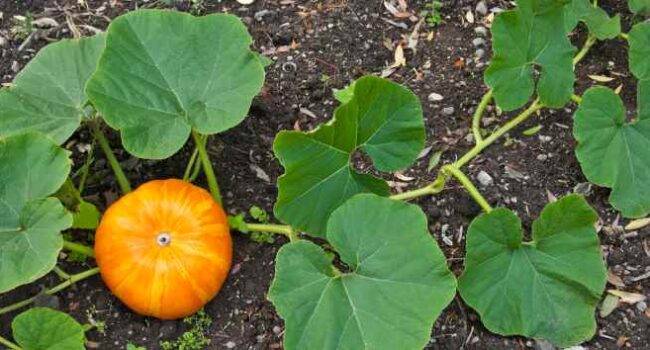 Cómo y Cuándo Cosechar Calabaza Butternut: Guía Completa para una Cosecha Perfecta