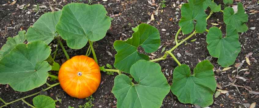 Cómo y Cuándo Cosechar Calabaza Butternut: Guía Completa para una Cosecha Perfecta