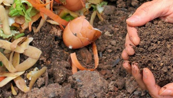 compostaje con cascaras de banana guia completa para un jardin mas sano