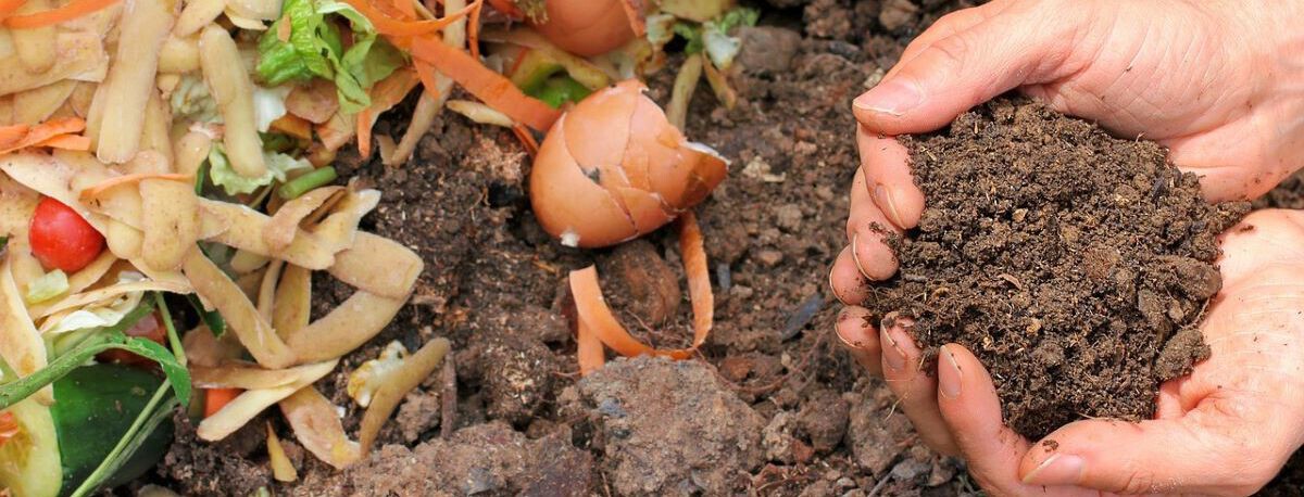 compostaje con cascaras de banana guia completa para un jardin mas sano
