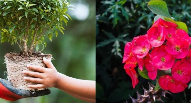 corona de la planta que es y por que es tan importante