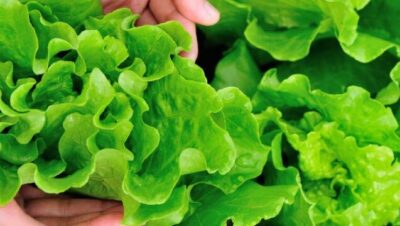 cosecha continua como obtener lechuga de hoja fresca semana tras semana