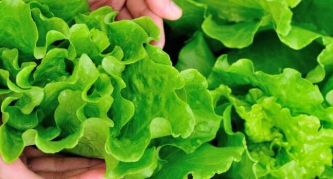 cosecha continua como obtener lechuga de hoja fresca semana tras semana