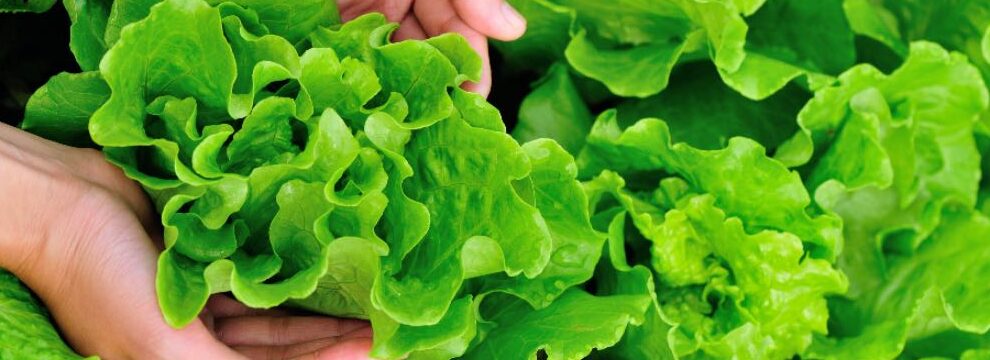 cosecha continua como obtener lechuga de hoja fresca semana tras semana