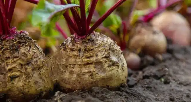 cosecha de remolachas guia completa para obtener la mejor calidad