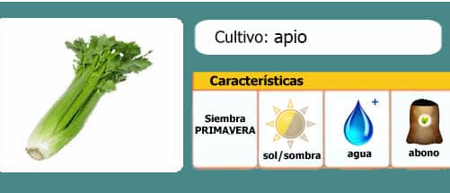 cosechar apio cuando y como obtener el mejor sabor