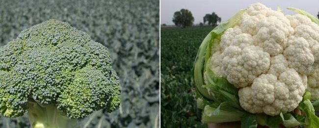 cosechar brocoli cuando y como obtener los mejores resultados