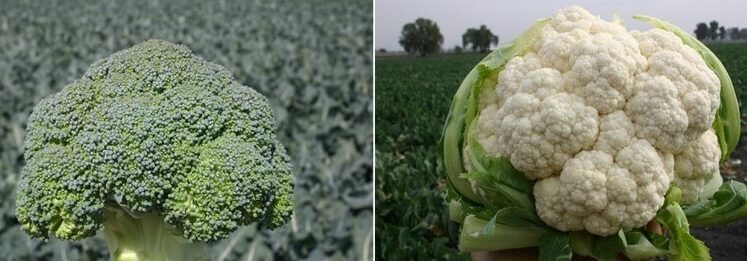 cosechar brocoli cuando y como obtener los mejores resultados