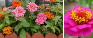 cosechar semillas de cosmos una guia paso a paso para cultivar flores vibrantes