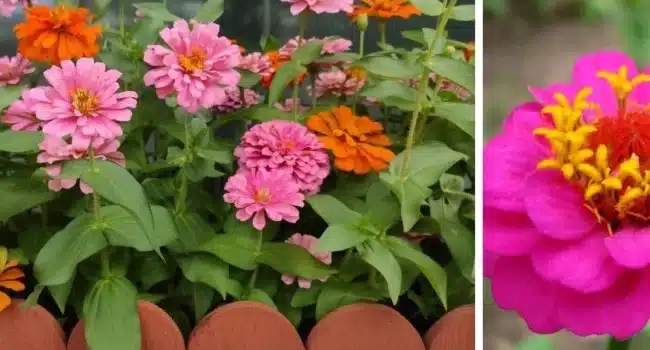 cosechar semillas de cosmos una guia paso a paso para cultivar flores vibrantes