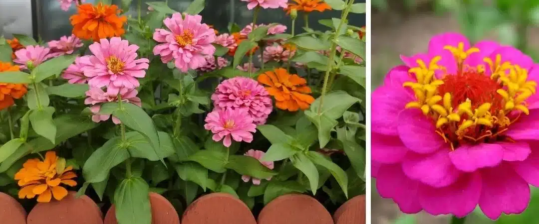 cosechar semillas de cosmos una guia paso a paso para cultivar flores vibrantes