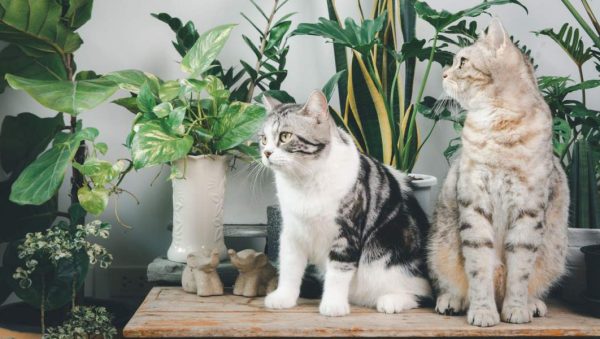 cosmos para gatos son seguras estas flores para tu felino