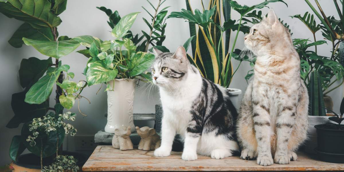 cosmos para gatos son seguras estas flores para tu felino
