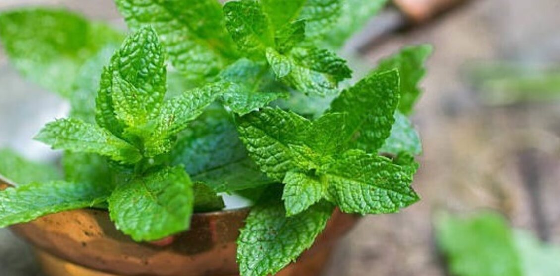 crece la menta a la sombra guia para tu jardin