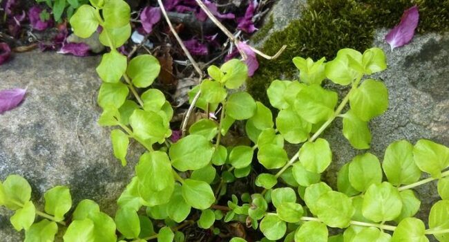 Creeping Jenny en Macetas: Guía para el Invierno