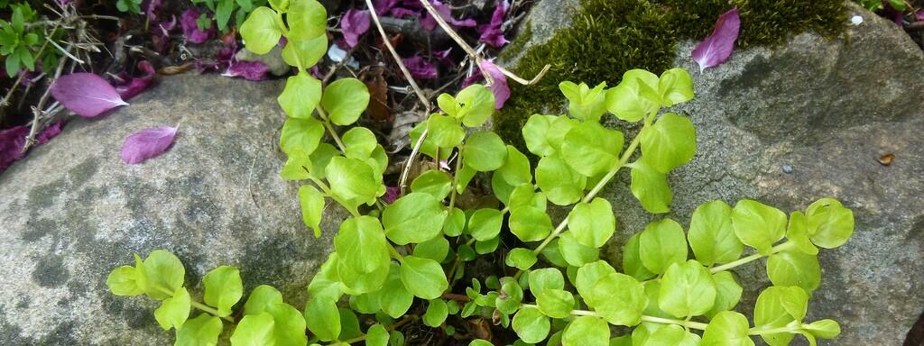 Creeping Jenny en Macetas: Guía para el Invierno