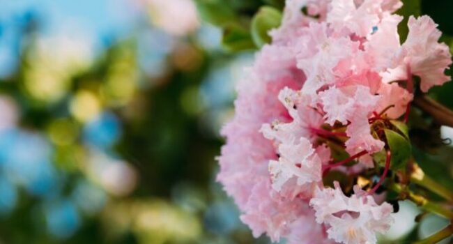 crepe myrtle cuanto tiempo viven estos arboles ornamentales