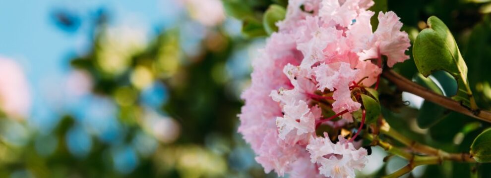 crepe myrtle cuanto tiempo viven estos arboles ornamentales