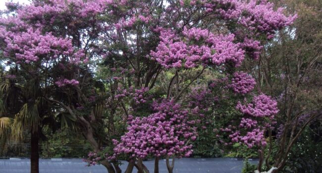 cuando brotan las hojas de los arbolitos de crepe myrtle