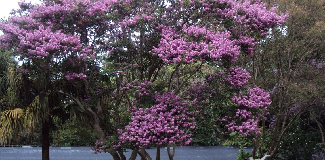 cuando brotan las hojas de los arbolitos de crepe myrtle