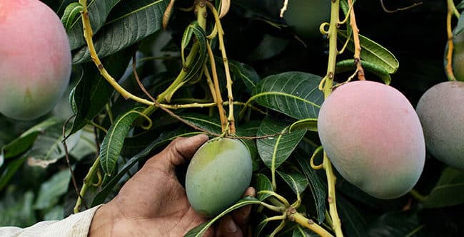 cuando cosechar mangos maduros en florida guia completa