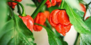 cuando cosechar pimientos habaneros guia completa de cultivo