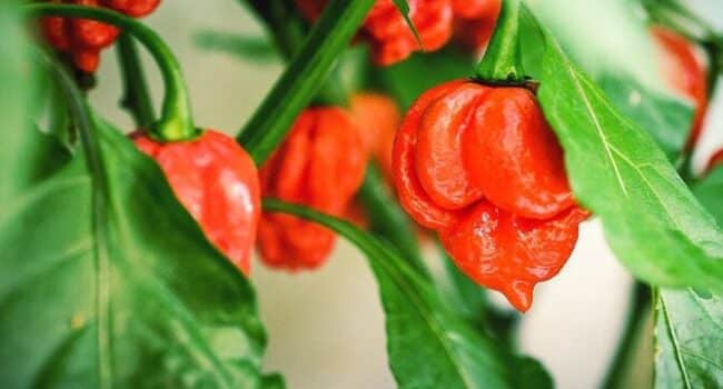 cuando cosechar pimientos habaneros guia completa de cultivo