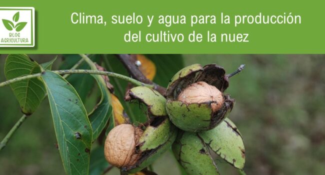 ¿Cuándo es la mejor época para cosechar nueces?