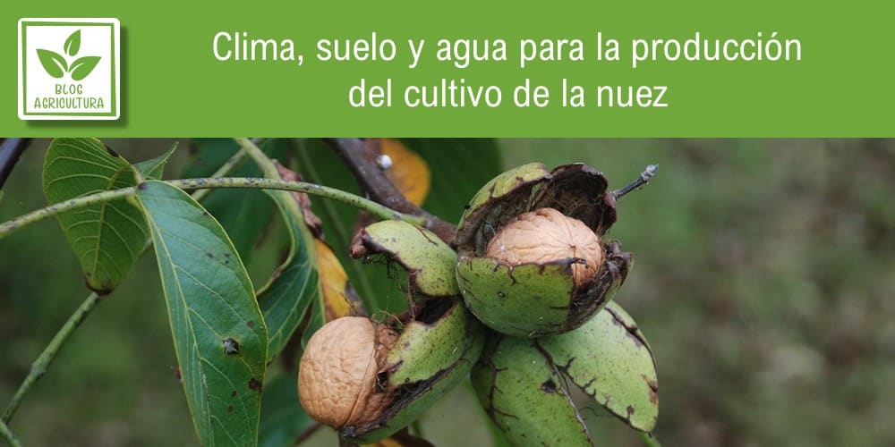 ¿Cuándo es la mejor época para cosechar nueces?