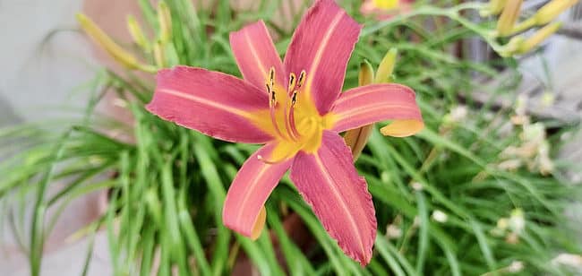 cuando florecen las glorias de la manana consejos para una floracion abundante