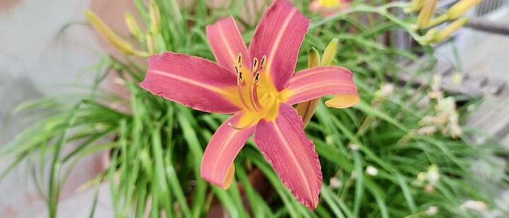 cuando florecen las glorias de la manana consejos para una floracion abundante