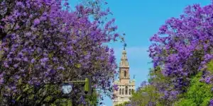 cuando florecen los arboles de jacaranda guia para una floracion espectacular