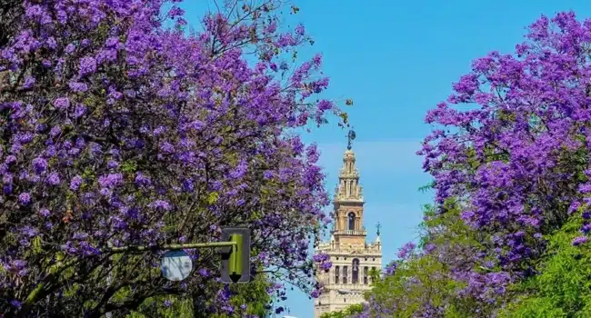 cuando florecen los arboles de jacaranda guia para una floracion espectacular