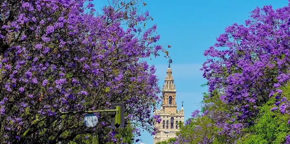 cuando florecen los arboles de jacaranda guia para una floracion espectacular