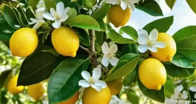 cuando florecen los limoneros guia para la floracion de citricos