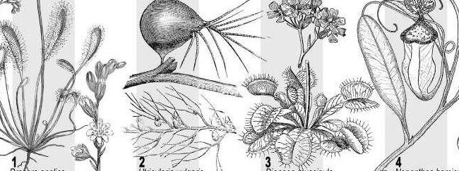 cuando plantar bulbos de caladium guia completa por zonas climaticas