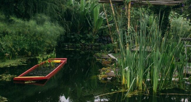 cuando plantar bulbos de crocosmia guia para un jardin vibrante