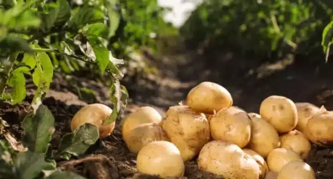 cuando plantar papas en la zona 8 guia completa para una cosecha abundante