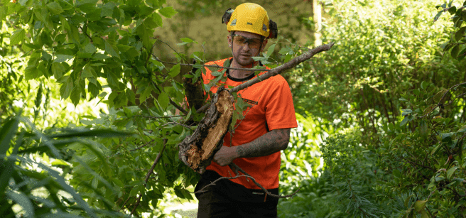 cuando podar un arce la guia completa para un arbol sano