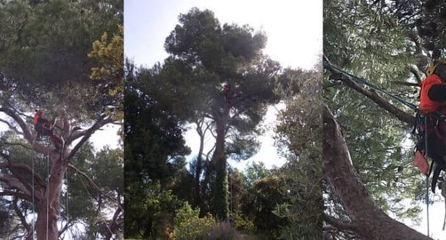 cuando retirar las estacas de los arboles jovenes guia definitiva