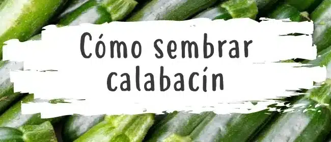 cuando sembrar semillas de calabacin en interiores guia para principiantes