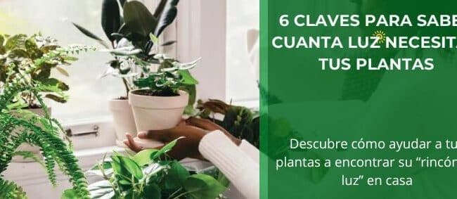 cuanta luz necesita tu planta de pothos guia completa