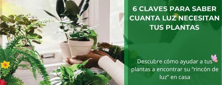 cuanta luz necesita tu planta de pothos guia completa