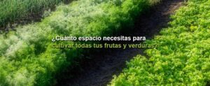 cuantas plantas de vegetales necesitas para 1 persona al ano